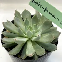 札付き つぶつぶ屋✡️くもも✡️多肉 抜き苗 つぶー 寄せ植 - メルカリ