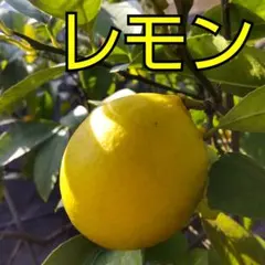 レモンの苗木（挿し木苗）のサムネイル