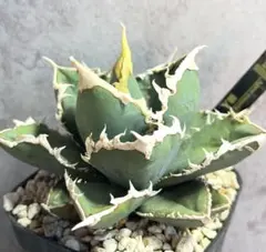 2026年最新】狼人 アガベの人気アイテム - メルカリ