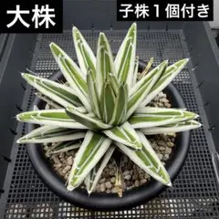 2026年最新】氷山 アガベの人気アイテム - メルカリ