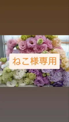 ねこ様専用　トルコギキョウ　リシアンサス　生花 30日