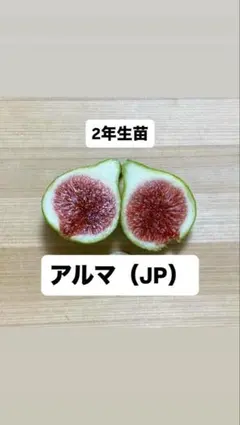 2026年最新】イチジク苗 アルマの人気アイテム - メルカリ