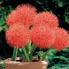 レオ様ご確認用です。極上芸、斑入りマユハケオモト レオ様ご確認用です。極上芸、斑入りマユハケオモト 楽天市場