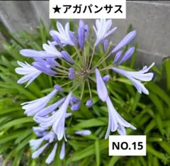 アガパンサス抜き苗　NO.15　3苗
