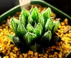 1050 アストロロバ ヤコブセニー多肉植物 ハオルチア アロエ - メルカリ