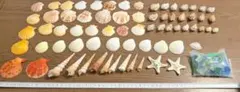 【まとめ売り】貝殻・ヒトデ　計70個+シーグラス セット
