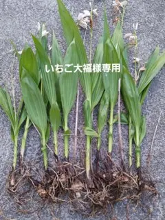 いちご大福様専用