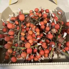 メグねず様 リクエスト 3点 まとめ商品