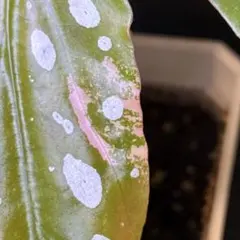 ベ*k様 ベゴニア マクラータ ピンク斑入り Begonia maculata - メルカリ