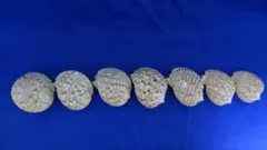 やつしろ貝　貝殻　7ケ　　108ｇ