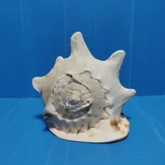 2026年最新】ほら貝の人気アイテム - メルカリ