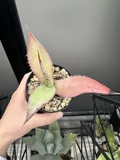 メルカリ