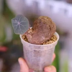 2026年最新】kaweesakiiの人気アイテム - メルカリ