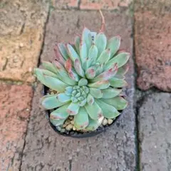 ㉜大きめ 優木園さん苗 桃くま❣️群青蓮花❣️伊弉諾❣️発根済5苗メルカリ便込 ㉜大きめ 優木園さん苗 桃くま❣️群青蓮花❣️伊弉諾❣️