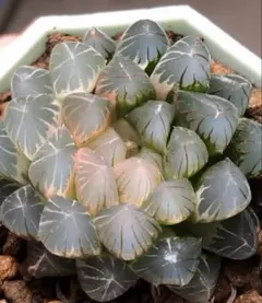 O*Z様 多肉植物　ハオルチア　ブラックオブツーサ錦　糊斑　超美品