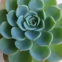 多肉植物✩.*˚七福神 抜き苗 現物 多肉植物 七福神錦 特大 抜き苗 | るる農園~多肉植物専門