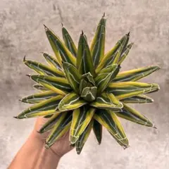 2025年最新】アガベ 笹の雪 中斑の人気アイテム - メルカリ
