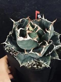 ちぇるしー様 リクエスト 2点 まとめ商品