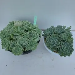 多肉植物　ヒューミリス　ベリカム　2種セットのサムネイル