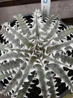 ソ*ト様 Dyckia ZZ Dyckia ZZ