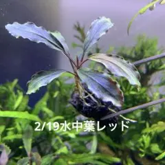 2026年最新】ブセファランドラ レッドの人気アイテム - メルカリ