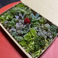2026年最新】多肉植物 カット苗 詰め合わせの人気アイテム - メルカリ