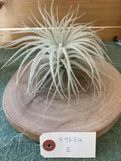 ノリノリ様 リクエスト 2点 まとめ商品