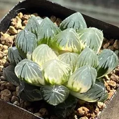 80a 多肉植物 ハオルチア 龍爪オブツーサ錦 自家繁殖 鉢植え発送