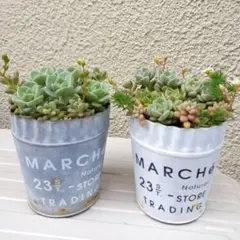 多肉植物 寄せ植え 2個セット 抜き苗 詰め合わせ メルカリ便