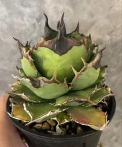 【最終値下げ】アガベ　チタノタ　キングアーサー（17）亞瑟王　中株 Agave Titanota King Arthur 亞瑟王👑 毒刺産キングアーサー