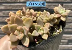 ✴タイムセール☆【☆札付き】パルク苗『ローズガーネットxコロラータ