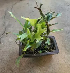 小型 シダ植物 茶色の鉢 No.11 小型 シダ植物 茶色の鉢 No.11 - メルカリ