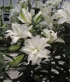 Yukari Nagae様 リクエスト 3点 まとめ商品