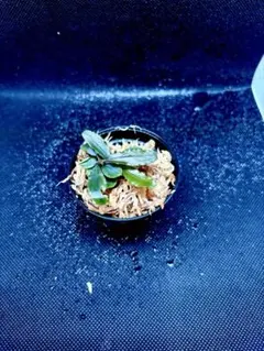 紅まどんな様 リクエスト 2点 まとめ商品