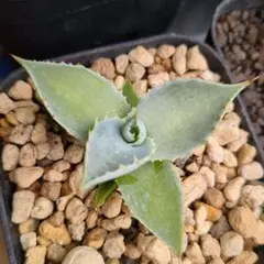 2025年最新】イシスメンシス ハイブリッドの人気アイテム - メルカリ