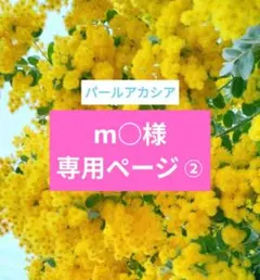 m○様専用　【100サイズ　②】パールアカシア　パールミモザ