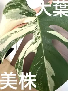 2025年最新】斑入りモンステラ ホワイトタイガーの人気アイテム