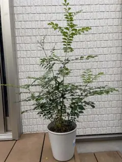 セット割‼️高さ140㎝前後❗️】シマトネリコ 株立ち 10本立ち以上 2本