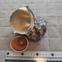 夜光貝　奄美大島　ふた付き　横幅約12cm