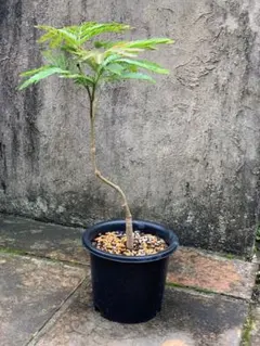 観葉植物 エバーフレッシュ 鉢植え 引き取り - メルカリ