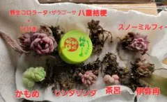 2026年最新】優木園の人気アイテム - メルカリ
