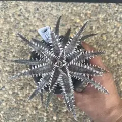 Dyckia 'Tyrant 'ディッキアタイラント Amazonico Hyb - メルカリ