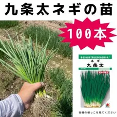 北海道産 玉ねぎ 苗 無農薬 100本③ 晩生品種 北もみじ2000 - メルカリ