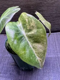 2025年最新】アロカシア ピンクドラゴンの人気アイテム - メルカリ