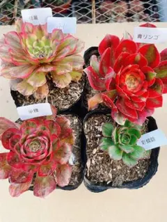 41 多肉植物 アエオニウム 抜き苗 4種セット