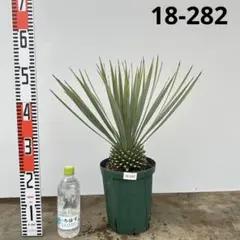 2025年最新】ロストラータ ユッカの人気アイテム - メルカリ