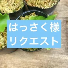 はっさく様　リクエスト