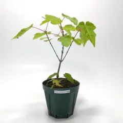 寒樹鹿子木楓（カラコギカエデ）盆栽 SS003 鹿子木楓（カラコギカエデ）盆栽 S003 #カラコギカエデ #鹿子木楓