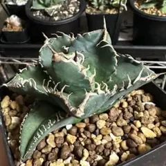 2025年最新】スーパーチタノタ カクタスグリーンの人気アイテム