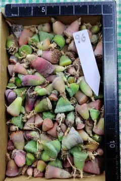 ブ*ん様 規格外、訳ありセール　100玉セット　多肉植物リトープス/コノフィツム